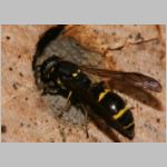 Symmorphus bifasciatus - Lehmwespe 01 beim Nestverschluss.jpg